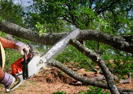 Trusted Carter, TX Tree Removal and Landscaping Services Experts